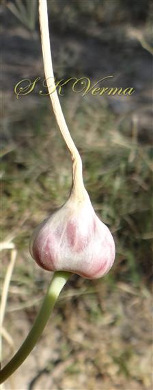 Apical bulb